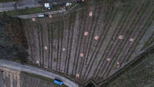 Luftaufnahme eines Weinfeldes mit sichtbaren Baumreihen und einer Landstraße im Hintergrund.