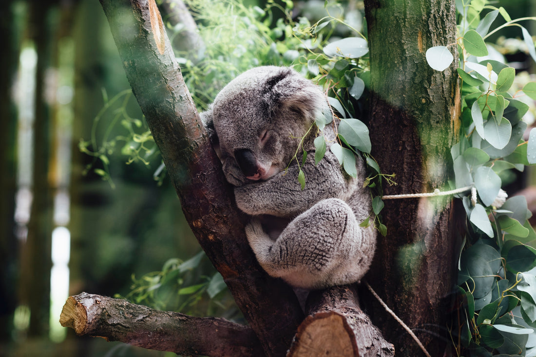 Ein Koala, der friedlich an einem Baum schläft, umgeben von grünem Laub.